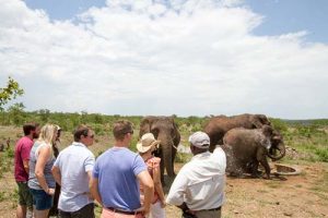 Elephant Activities - elephant orphanage