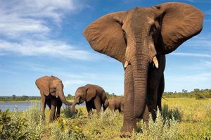 The Elephants Victoria Falls Jumbo