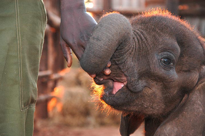 Chizi rescued baby elephant at the sanctuary