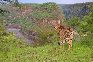 Sylvester the cheetah at Victoria Falls
