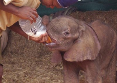 Feeding the baby elephant by hand