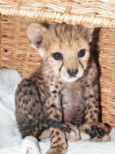 cheetah cub Sylvester