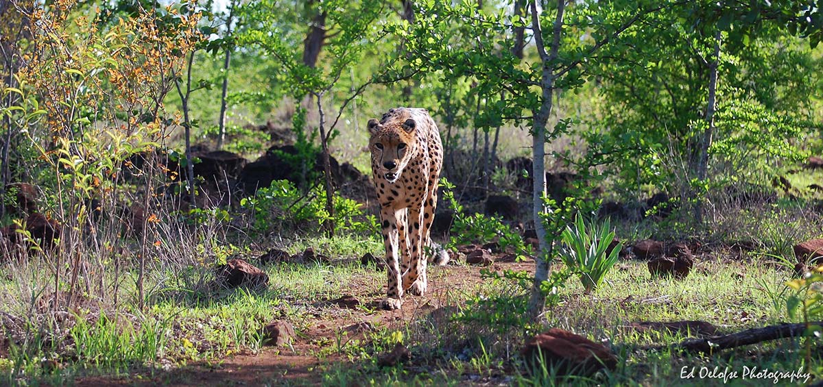 Sylvester the cheetah at The Elephant Camp