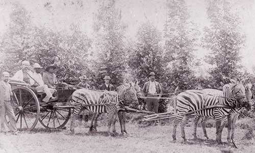 Zebras pulling a cart :)
